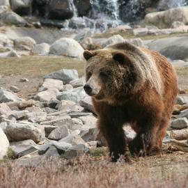 Bear and Woman on Bicycle